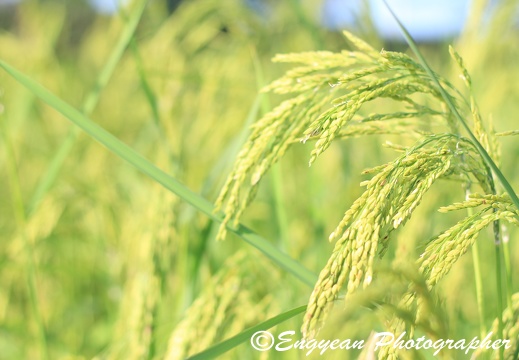 Rice Field (9599)