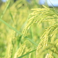 Rice Field (9599).jpg