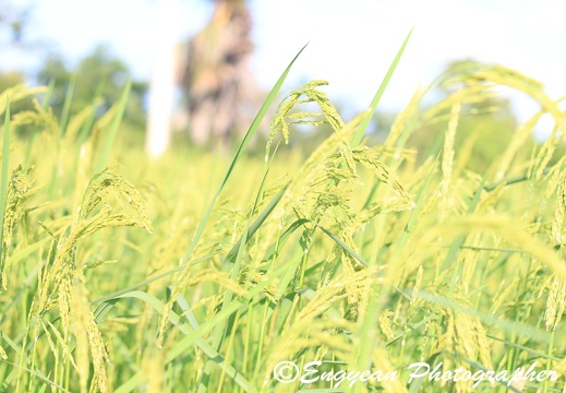 Rice Field (9602)