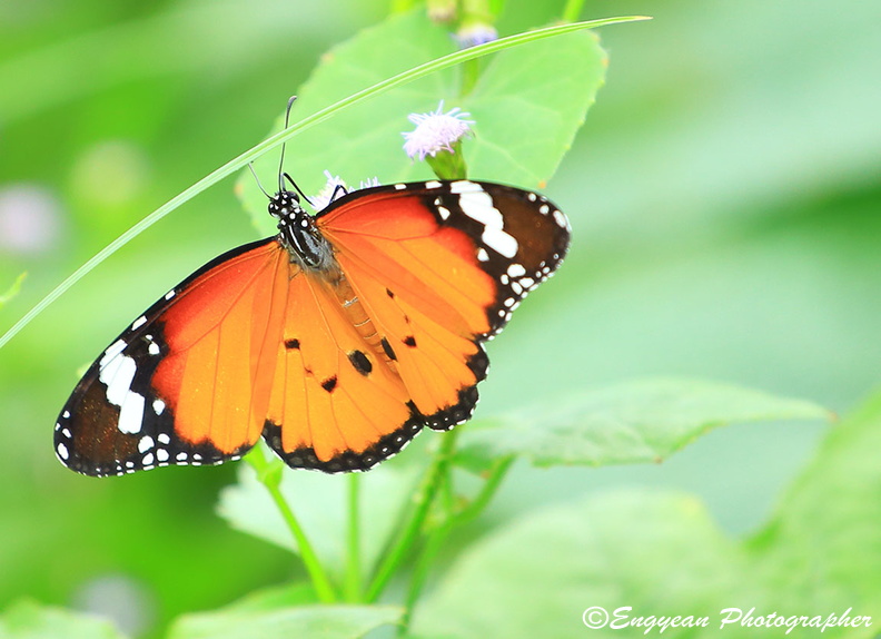 Butterfly At Koh Dach Island (7279).jpg