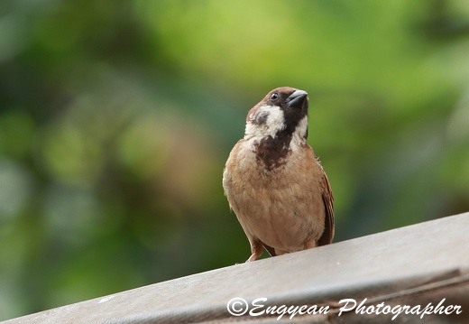 Sparrow At Koh Dach Island (7202)