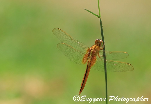 Dragonfly At Takeo Province (9299)