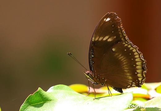 Butterfly At Phnom Baset (9397)