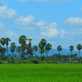Rice Field At Kompong Speu (9218).jpg