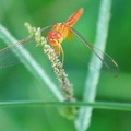 Dragonfly At Kean Svay (9822).jpg