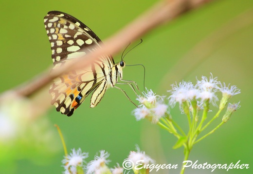 Butterfly working hard with flower at Phnom Da (2513)