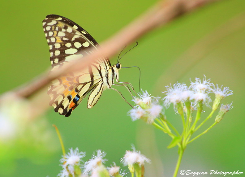 Butterfly working hard with flower at Phnom Da (2513).jpg