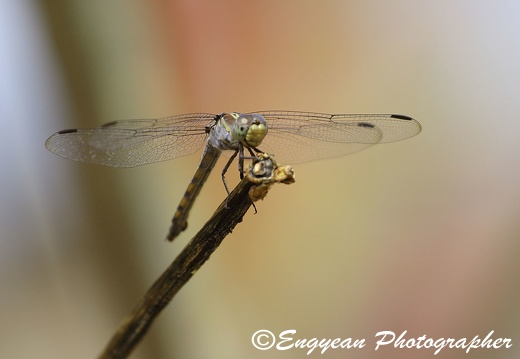 Dragonfly Oudong mountain(2588)
