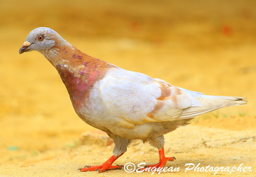 Pigeon (7501)